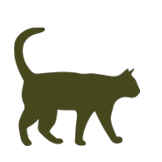 Chat en bonne santé